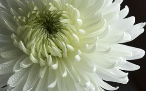 Preview wallpaper chrysanthemum, flower, petals, drops, macro, white