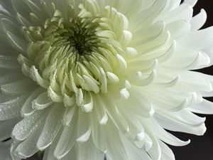 Preview wallpaper chrysanthemum, flower, petals, drops, macro, white