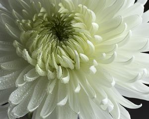 Preview wallpaper chrysanthemum, flower, petals, drops, macro, white