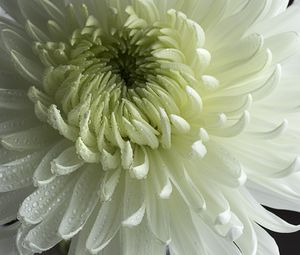 Preview wallpaper chrysanthemum, flower, petals, drops, macro, white