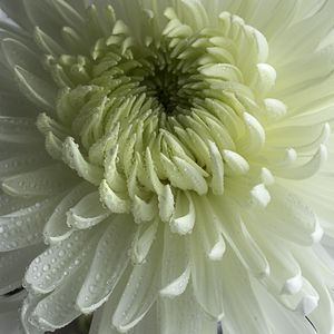 Preview wallpaper chrysanthemum, flower, petals, drops, macro, white