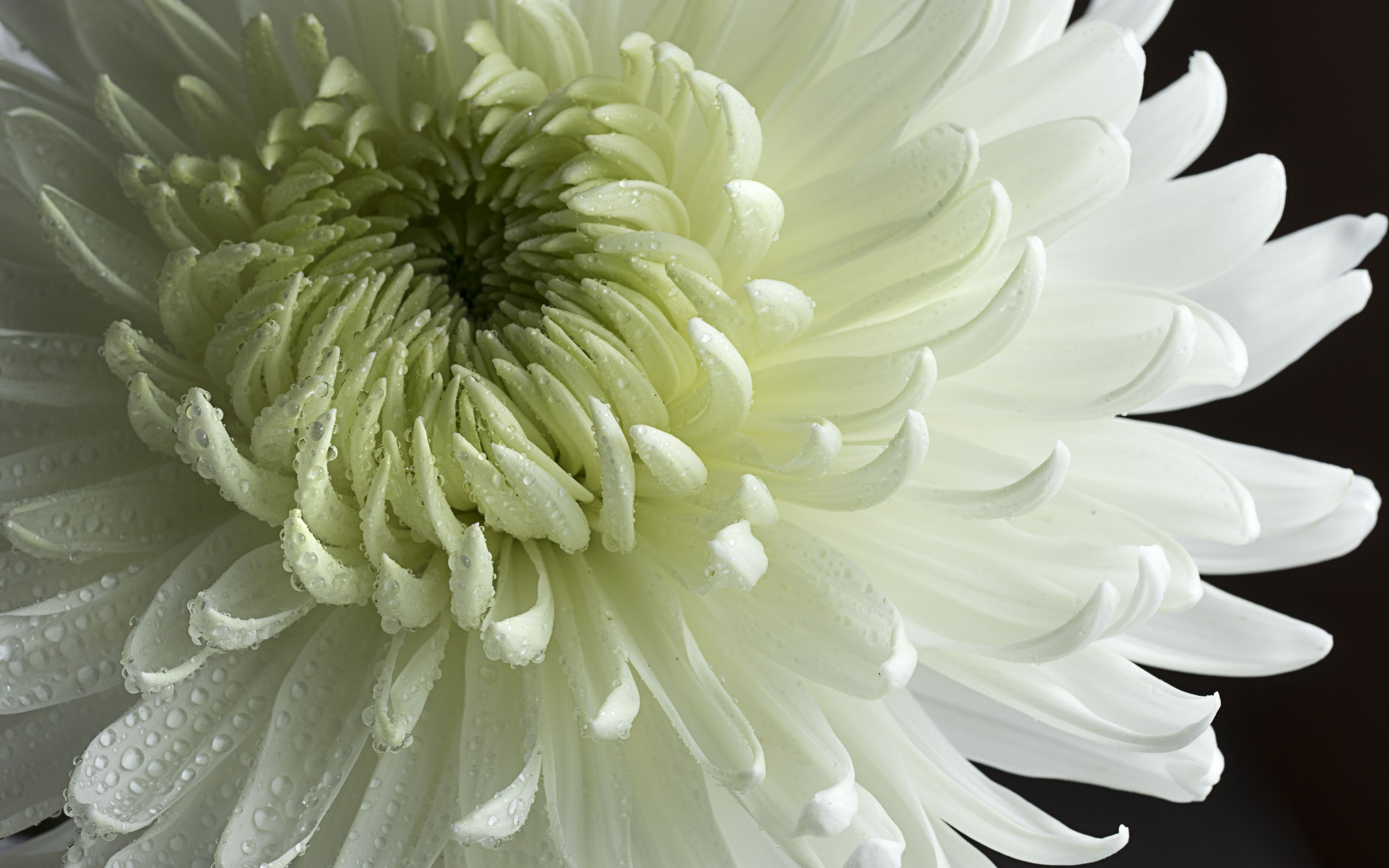 Download wallpaper 3840x2400 chrysanthemum, flower, petals, drops ...