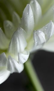 Preview wallpaper chrysanthemum, flower, petals, white, drops, macro