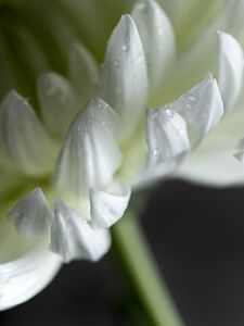 Preview wallpaper chrysanthemum, flower, petals, white, drops, macro