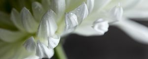 Preview wallpaper chrysanthemum, flower, petals, white, drops, macro