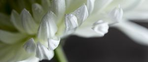 Preview wallpaper chrysanthemum, flower, petals, white, drops, macro