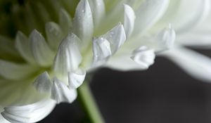 Preview wallpaper chrysanthemum, flower, petals, white, drops, macro