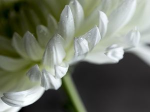 Preview wallpaper chrysanthemum, flower, petals, white, drops, macro