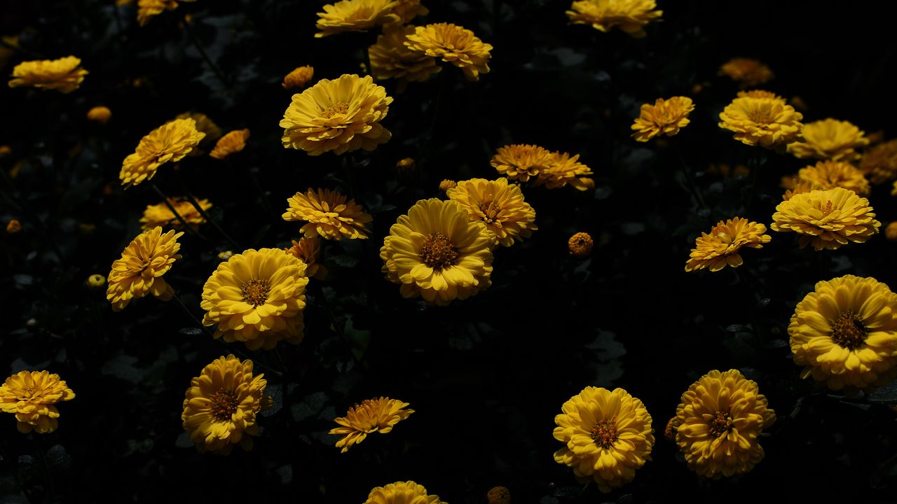 Wallpaper chrysanthemum, flower, petals, yellow, dark