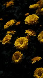 Preview wallpaper chrysanthemum, flower, petals, yellow, dark