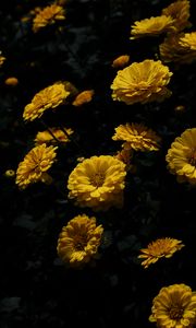 Preview wallpaper chrysanthemum, flower, petals, yellow, dark