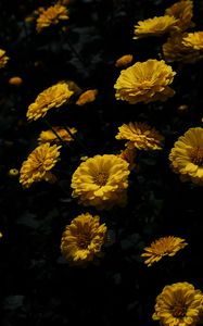 Preview wallpaper chrysanthemum, flower, petals, yellow, dark