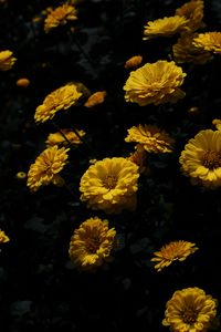 Preview wallpaper chrysanthemum, flower, petals, yellow, dark