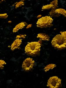 Preview wallpaper chrysanthemum, flower, petals, yellow, dark