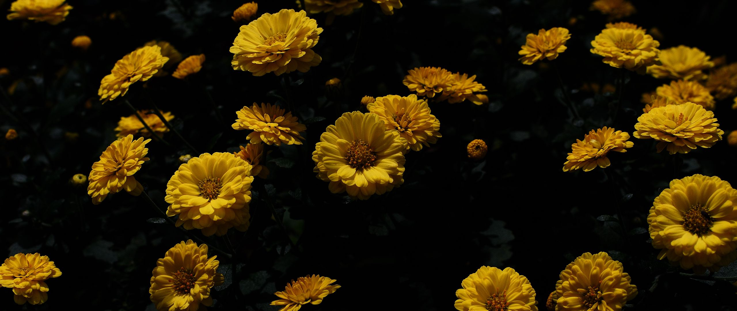 Download Wallpaper 2560x1080 Chrysanthemum Flower Petals Yellow