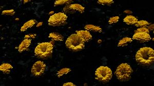 Preview wallpaper chrysanthemum, flower, petals, yellow, dark