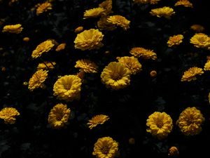 Preview wallpaper chrysanthemum, flower, petals, yellow, dark