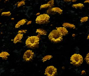 Preview wallpaper chrysanthemum, flower, petals, yellow, dark