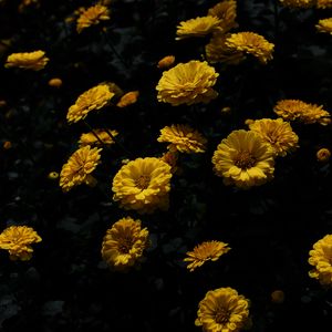 Preview wallpaper chrysanthemum, flower, petals, yellow, dark