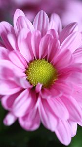 Preview wallpaper chrysanthemum, flower, petals, macro, pink