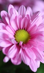 Preview wallpaper chrysanthemum, flower, petals, macro, pink