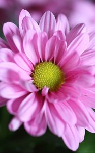 Preview wallpaper chrysanthemum, flower, petals, macro, pink