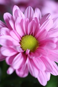 Preview wallpaper chrysanthemum, flower, petals, macro, pink