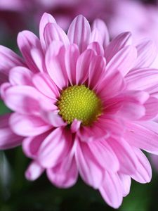 Preview wallpaper chrysanthemum, flower, petals, macro, pink