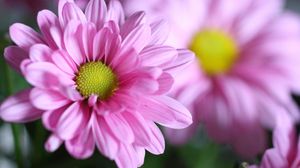 Preview wallpaper chrysanthemum, flower, petals, macro, pink