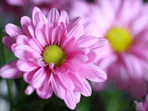 Preview wallpaper chrysanthemum, flower, petals, macro, pink