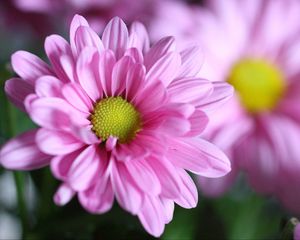 Preview wallpaper chrysanthemum, flower, petals, macro, pink