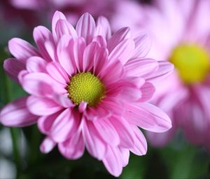 Preview wallpaper chrysanthemum, flower, petals, macro, pink