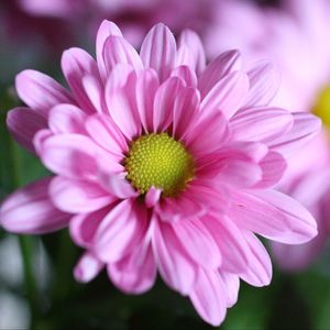 Preview wallpaper chrysanthemum, flower, petals, macro, pink