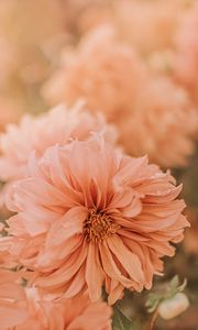 Preview wallpaper chrysanthemum, flower, pink, wet, dew