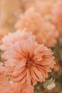 Preview wallpaper chrysanthemum, flower, pink, wet, dew