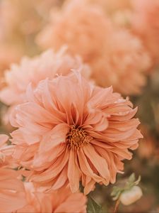 Preview wallpaper chrysanthemum, flower, pink, wet, dew