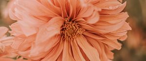 Preview wallpaper chrysanthemum, flower, pink, wet, dew