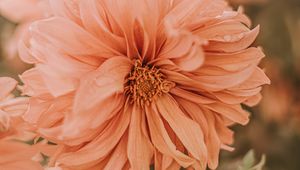 Preview wallpaper chrysanthemum, flower, pink, wet, dew