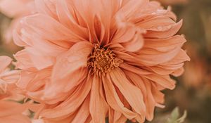 Preview wallpaper chrysanthemum, flower, pink, wet, dew