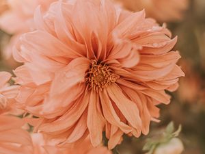 Preview wallpaper chrysanthemum, flower, pink, wet, dew