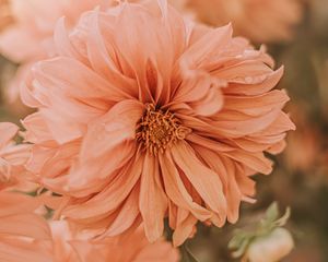 Preview wallpaper chrysanthemum, flower, pink, wet, dew