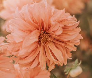 Preview wallpaper chrysanthemum, flower, pink, wet, dew