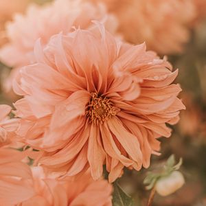 Preview wallpaper chrysanthemum, flower, pink, wet, dew