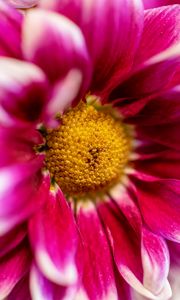 Preview wallpaper chrysanthemum, flower, pink, macro, petals