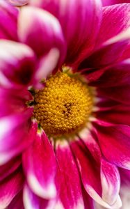 Preview wallpaper chrysanthemum, flower, pink, macro, petals