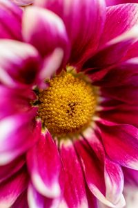 Preview wallpaper chrysanthemum, flower, pink, macro, petals