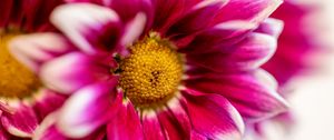 Preview wallpaper chrysanthemum, flower, pink, macro, petals