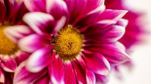 Preview wallpaper chrysanthemum, flower, pink, macro, petals