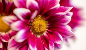 Preview wallpaper chrysanthemum, flower, pink, macro, petals