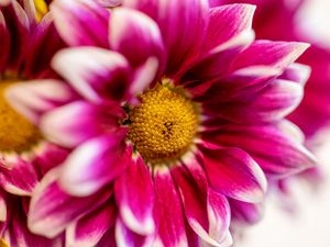 Preview wallpaper chrysanthemum, flower, pink, macro, petals